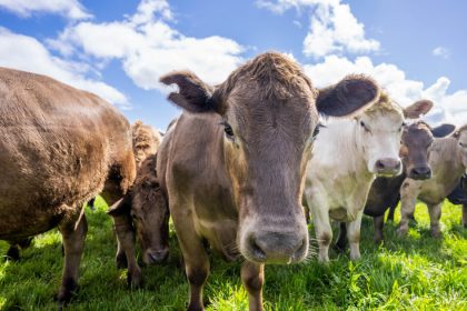 danemarca va impozita fermierii pentru gazele cu efect de sera emise de animale 667c7dd3975b7