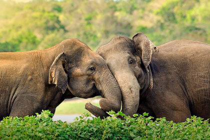 descoperire inedita elefantii isi pun singuri nume si asa se striga unii pe altii 666833613e795