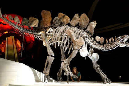 un vanator de dinozauri a iesit la plimbare de ziua lui si a descoperit o fosila care ii va aduce acum milioane de dolari 665d40886525e