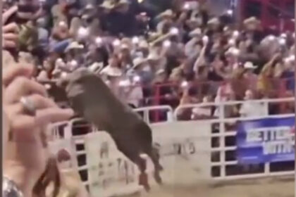 video haos la rodeo un taur a sarit in tribuna printre spectatori 6667ebd1b3403