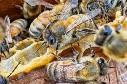 cum pot albinele sa ajute familiile lovite de razboi din ucraina 66823580a39e2