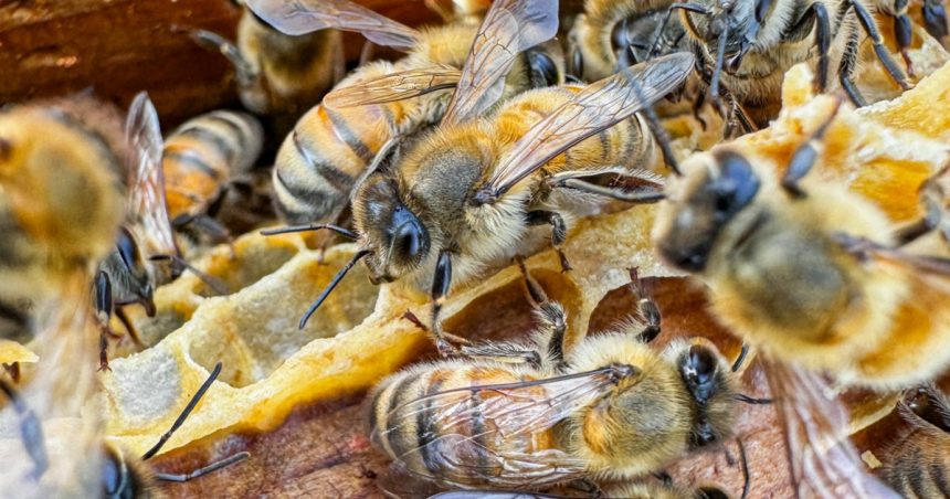 cum pot albinele sa ajute familiile lovite de razboi din ucraina 66823580a39e2