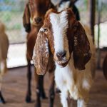 grecia impune restrictii dure pentru a combate ciuma caprelor 7 000 de animale au fost deja sacrificate 66a8d7194817c