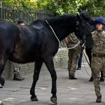 imagini virale din centrul londrei cai militari speriati de un autobuz au luat o la goana pe strazi unul s a ranit 6684f95119738