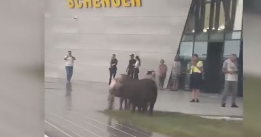 video o turma de porci a iesit la pascut in fata terminalului schengen de la aeroportul timisoara 6685b2786b830